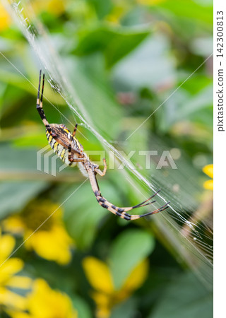 A golden orb-weaver spider spins a circular web in a grassy area with yellow flowers. A golden orb-weaver spider spins a circular web in a grassy area with yellow flowers. 142300813