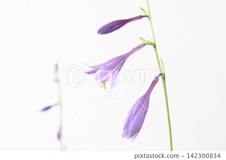 Delicate hosta flowers blooming against a white background Delicate hosta flowers blooming against a white background 142300834