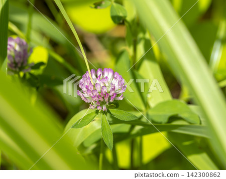 Red clover flowers blooming in the field Red clover flowers blooming in the field 142300862