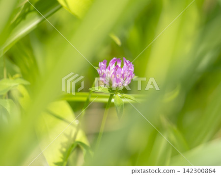Red clover flowers blooming in the field Red clover flowers blooming in the field 142300864