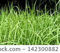 Overgrown grass 142300882
