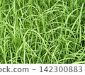 Overgrown grass 142300883