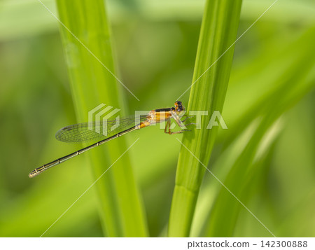 A female blue damselfly perched on the grass in a field. A female blue damselfly perched on the grass in a field. 142300888