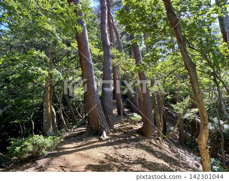 A hiking trail through a lush, green forest, bathed in dappled sunlight. 142301044