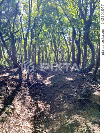 A quiet forest path with backlighting. A quiet forest path with backlighting. 142301047