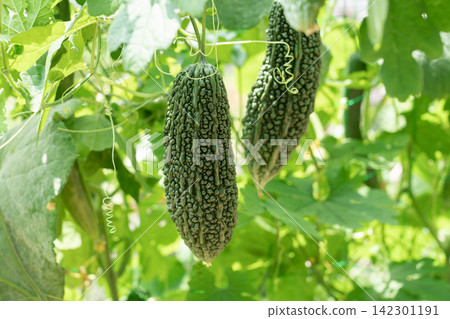 Bitter melons (goya) growing in the field, almost ready for harvest (August) - Home garden Bitter melons (goya) growing in the field, almost ready for harvest (August) - Home garden 142301191