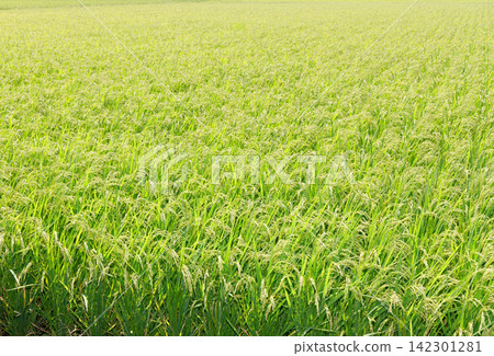 Rice early harvest Rice early harvest 142301281