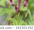 Flower-visiting insects, Waspsidae 142301392