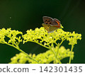 A small copper butterfly (Lycaenidae) feeding on nectar from a valerian flower. 142301435