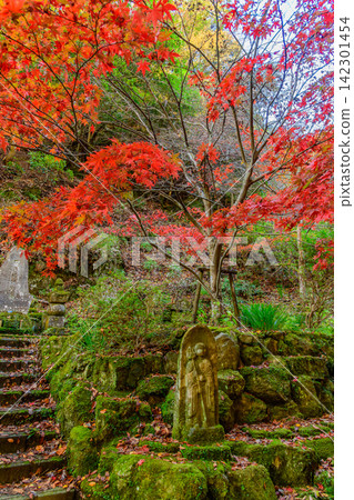 秋日清晨，陽光明媚：大山阿夫利神社下殿女殿的參拜道旁，一尊長滿青苔的石佛與鮮豔的紅葉交相輝映。 （豎幅構圖） 142301454