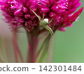 Flowers of the Japanese lantern plant and a female Wakaba spider 142301484