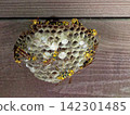 Nest building of paper wasps of the hornet family 142301485