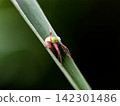 Araneae, Araneidae, Satsuma no Midamashi 142301486