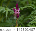 Nogeitou flower 142301487