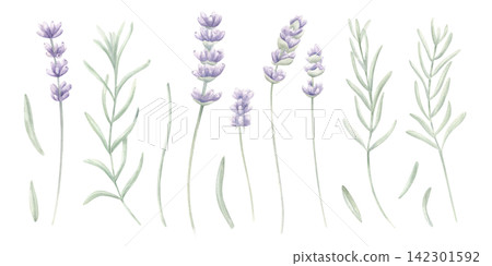 Lavender sprigs, green leaf branches on isolated background Watercolor flowers botanical collection with flowering stems and leaves. Natural floral design for stationery, spa packaging, textile print Lavender sprigs, green leaf branches on isolated background Watercolor flowers botanical collection with flowering stems and leaves. Natural floral design for stationery, spa packaging, textile print 142301592