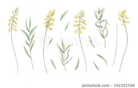 Yellow wildflower sprigs with green stems and leaves set on isolated background. Goldenrod and loosestrife watercolor illustration. Hand painted plant clip art for wedding stationery, greeting cards 142301598