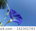 Morning glory, summer, summer vacation 142301743