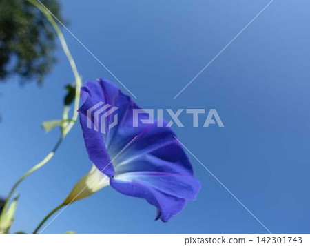牽牛花、夏天、暑假 142301743