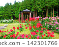 Roses in full bloom Roses Higashizawa Rose Park 142301766