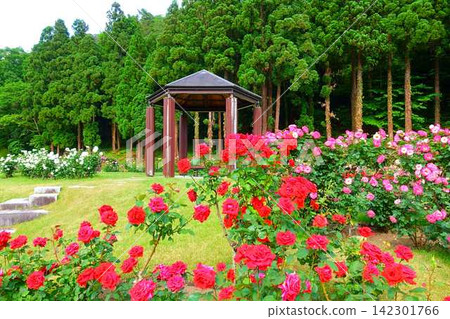 Roses in full bloom Roses Higashizawa Rose Park Roses in full bloom Roses Higashizawa Rose Park 142301766