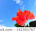 Hibiscus, Hawaii, Okinawa, tropical 142301767