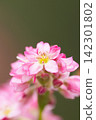 Macro photography of the "red buckwheat" flowers, which are in full bloom (vertical orientation). 142301802