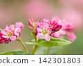 Macro photography of the "red buckwheat" flowers, which are in full bloom. 142301803