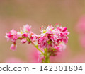 Macro photography of the "red buckwheat" flowers, which are in full bloom. 142301804