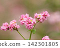 Macro photography of the "red buckwheat" flowers, which are in full bloom. 142301805