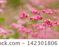 A field of red buckwheat flowers in full bloom. 142301806