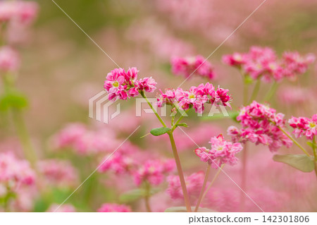 A field of red buckwheat flowers in full bloom. A field of red buckwheat flowers in full bloom. 142301806