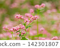 A field of red buckwheat flowers in full bloom. 142301807