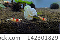 鮮紅和白色的紅色蜜蜂蝦在水族箱裡遊來游去。 142301829