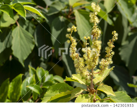 Female flowers of Mallotus japonicus blooming on the riverbank Female flowers of Mallotus japonicus blooming on the riverbank 142301933