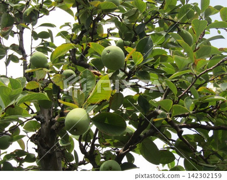 距離榅桲成熟採摘還有一段時間。 距離榅桲成熟採摘還有一段時間。 142302159