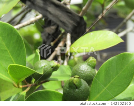 Unripe, green guava fruit Unripe, green guava fruit 142302160