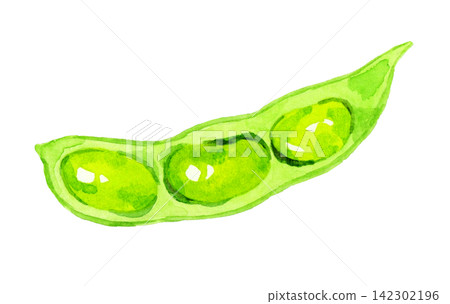 Edamame (single item) - Hand-drawn watercolor illustration of summer vegetables Edamame (single item) - Hand-drawn watercolor illustration of summer vegetables 142302196