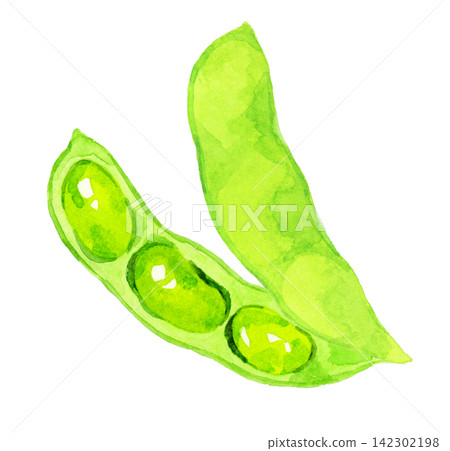 毛豆（單件）－手繪水彩夏季蔬菜插圖 142302198