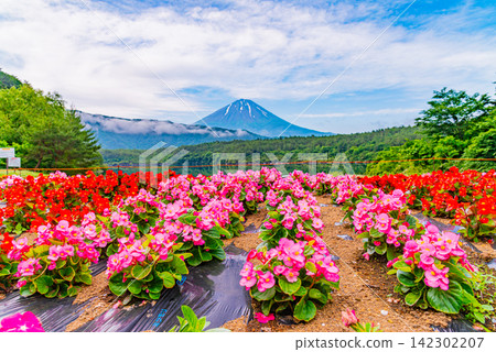 [Yamanashi Prefecture] Lake Saiko - Lakeside flower fields and Mt. Fuji 142302207