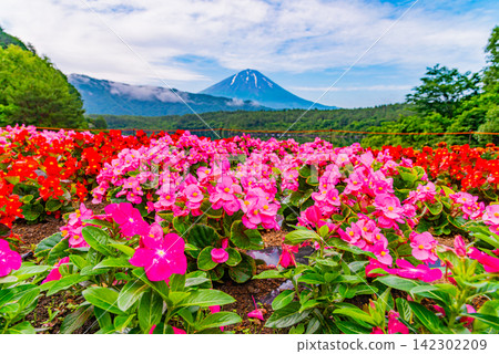 【山梨縣】西湖 - 湖畔花田和富士山 【山梨縣】西湖 - 湖畔花田和富士山 142302209