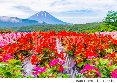 【山梨縣】西湖 - 湖畔花田和富士山 【山梨縣】西湖 - 湖畔花田和富士山 142302210