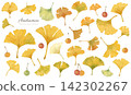 A set of ginkgo leaves and berries roughly painted in watercolor. 142302267