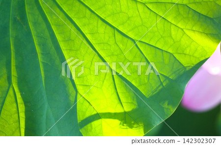 A photograph of a large lotus leaf, with its veins clearly visible under strong sunlight. A photograph of a large lotus leaf, with its veins clearly visible under strong sunlight. 142302307