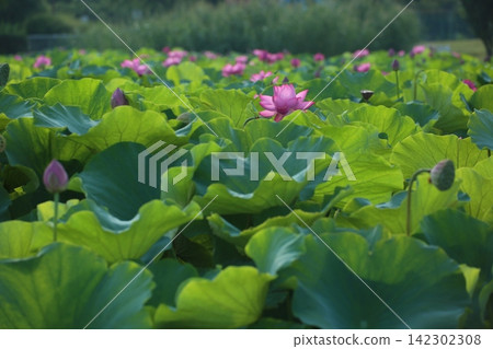 A summer scene photographed of a lotus field with large green leaves and pink flowers spread across the landscape. A summer scene photographed of a lotus field with large green leaves and pink flowers spread across the landscape. 142302308