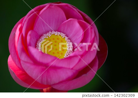 A close-up photograph taken from above of a lotus flower with beautiful deep pink petals. A close-up photograph taken from above of a lotus flower with beautiful deep pink petals. 142302309