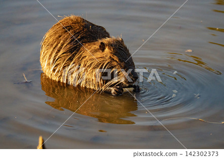 Nutria feeding in shallow waters Nutria feeding in shallow waters 142302373