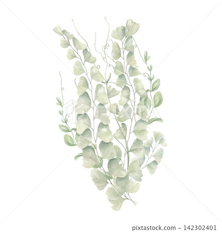 Fern branches with round leaves and delicate tendrils on isolated background. Adiantum leaves watercolor illustration on isolated background. Nature composition for wedding stationery, greeting card Fern branches with round leaves and delicate tendrils on isolated background. Adiantum leaves watercolor illustration on isolated background. Nature composition for wedding stationery, greeting card 142302401