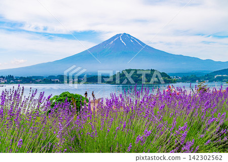 [Yamanashi Prefecture] Lake Kawaguchi: Lavender along the lakeside and Mt. Fuji 142302562