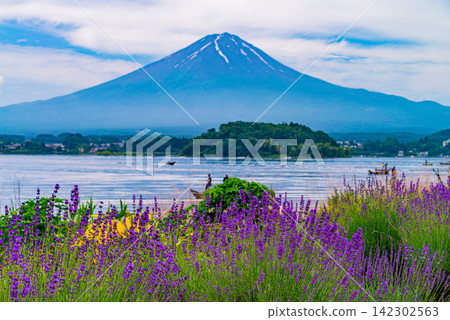 [Yamanashi Prefecture] Lake Kawaguchi: Lavender along the lakeside and Mt. Fuji 142302563
