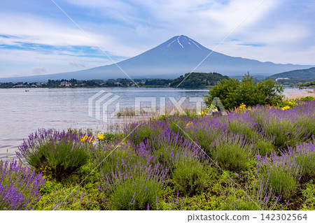 [山梨縣]河口湖/湖畔薰衣草和富士山 142302564